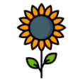 SunflowerSeperator